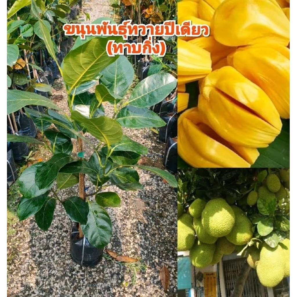 💥ต้นขนุนพันธุ์ทวาย ออกผลตลอดปี ต้นทาบกิ่ง สูง 60-80 cm.