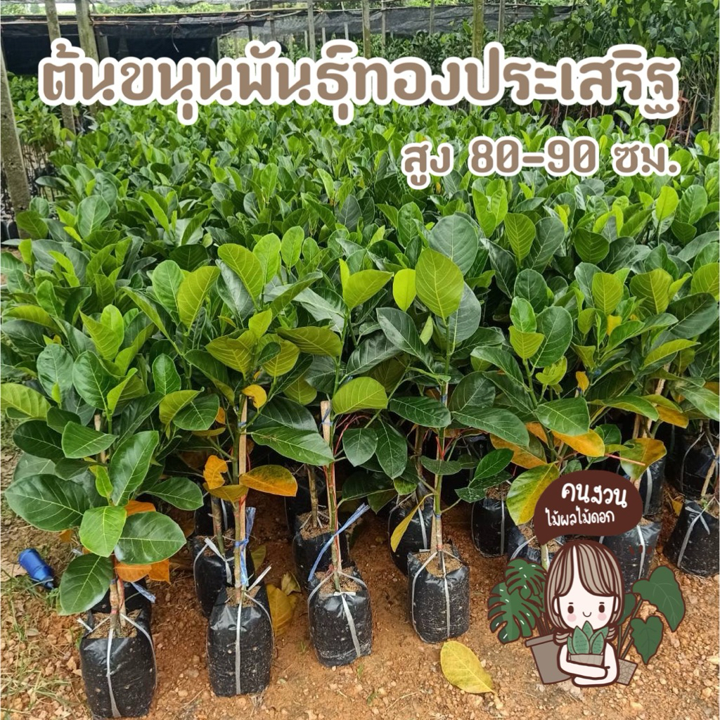 ต้นขนุน พันธุ์ทองประเสริฐ 2ปีออกผล เปลือกบาง เนื้อหนา รสชาติ หวาน กรอบ หอม