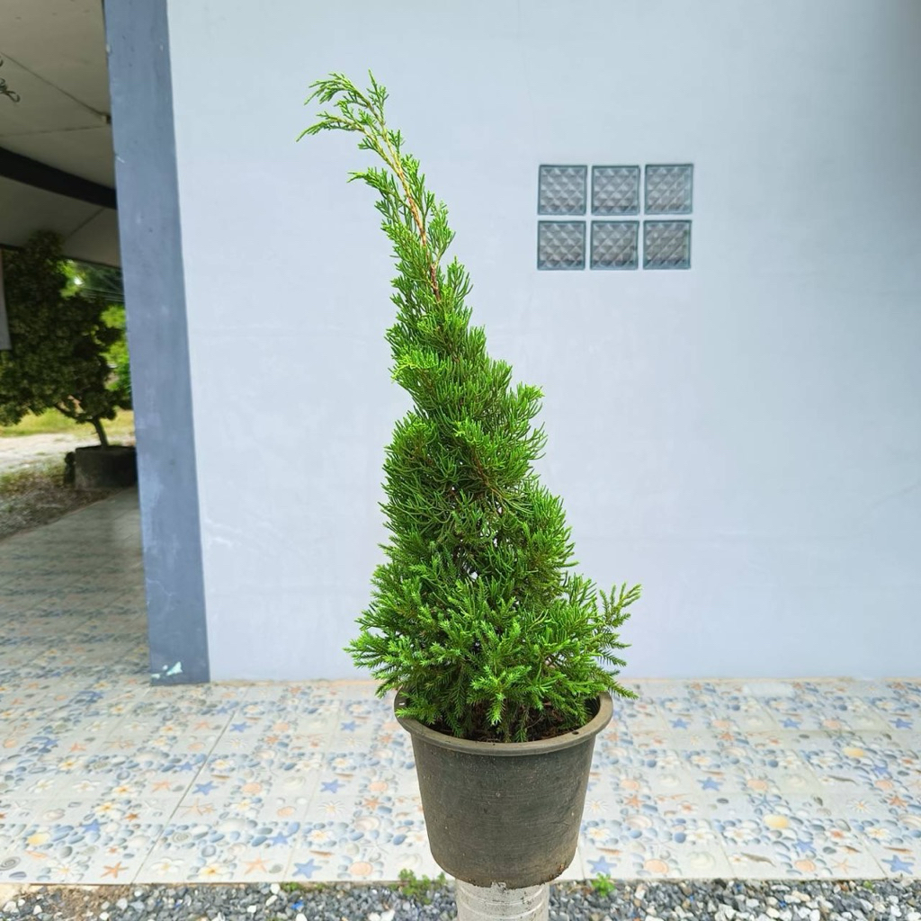 สนมังกร (Juniperus chinensis) 🐲 ฟอร์มสวย ตัดเเต่ง จัดสวน พร้อมกระถาง 8 นิ้ว ความสูงประมาน 60-75 ซม.