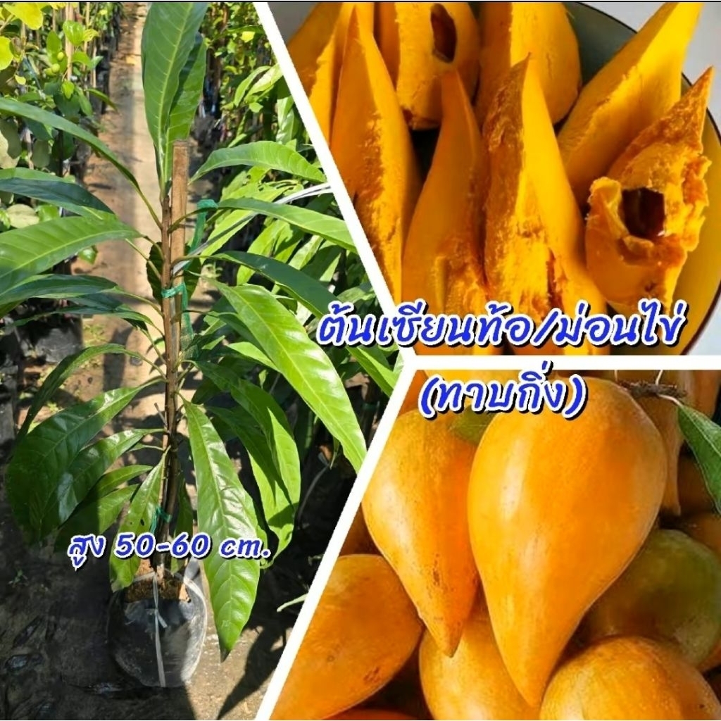 ต้นเซียนท้อหรือม่อนไข่ (ทาบกิ่ง) สูง 60-80 ซม. สายพันธุ์แท้ ผลดก ต้นเตี้ย