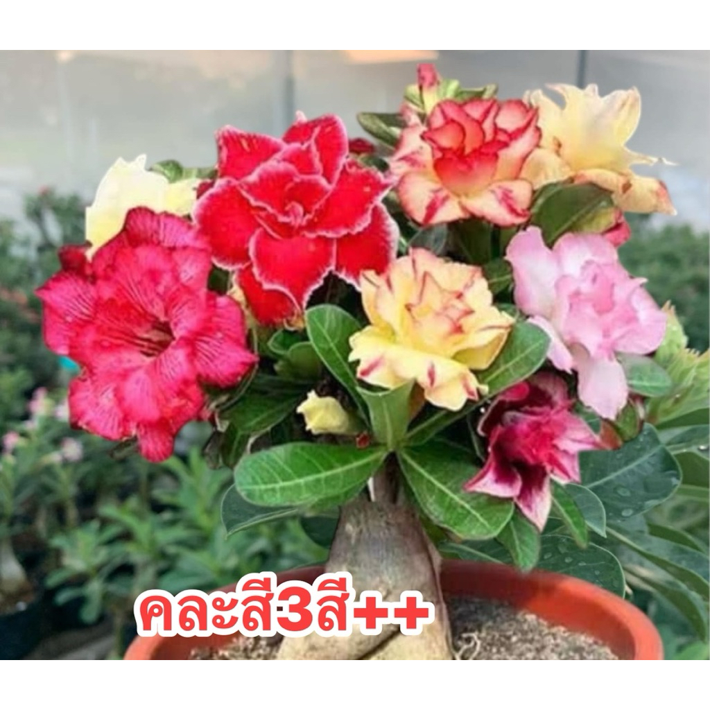 ชวนชมสายนำเข้า💥 ชวนชม ##สีแฟนซีคละสี##จัดส่งแบบถอดกระถาง