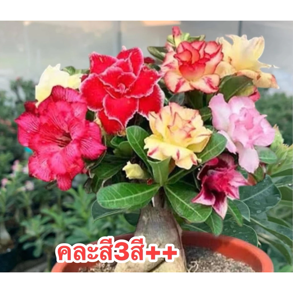 ชวนชมสายนำเข้า💥 ชวนชม ##สีแฟนซีคละสี##จัดส่งแบบถอดกระถาง
