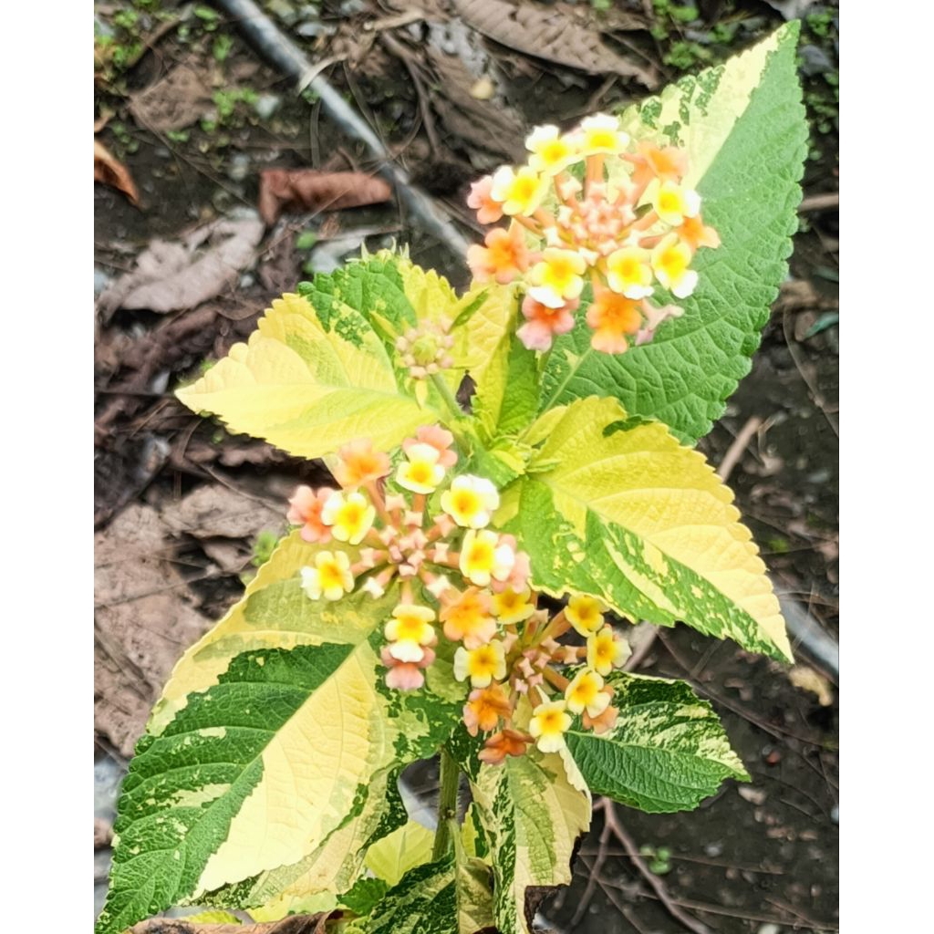 ผกากรองด่าง(Lantana camara Variegated)