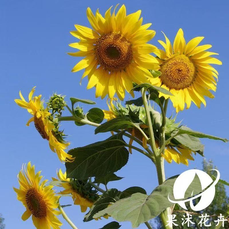 50 เมล็ด  เมล็ดพันธุ์ดอกทานตะวันแคระ ดอกทานตะวันจิ๋ว ดอกทานตะวันกระถาง - รูปที่ 2