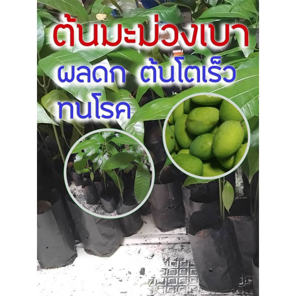 ต้นมะม่วงเบา ผลดก ต้นโตเร็ว ทนโรค ดูเเลง่าย พันธ์ใต้แท้