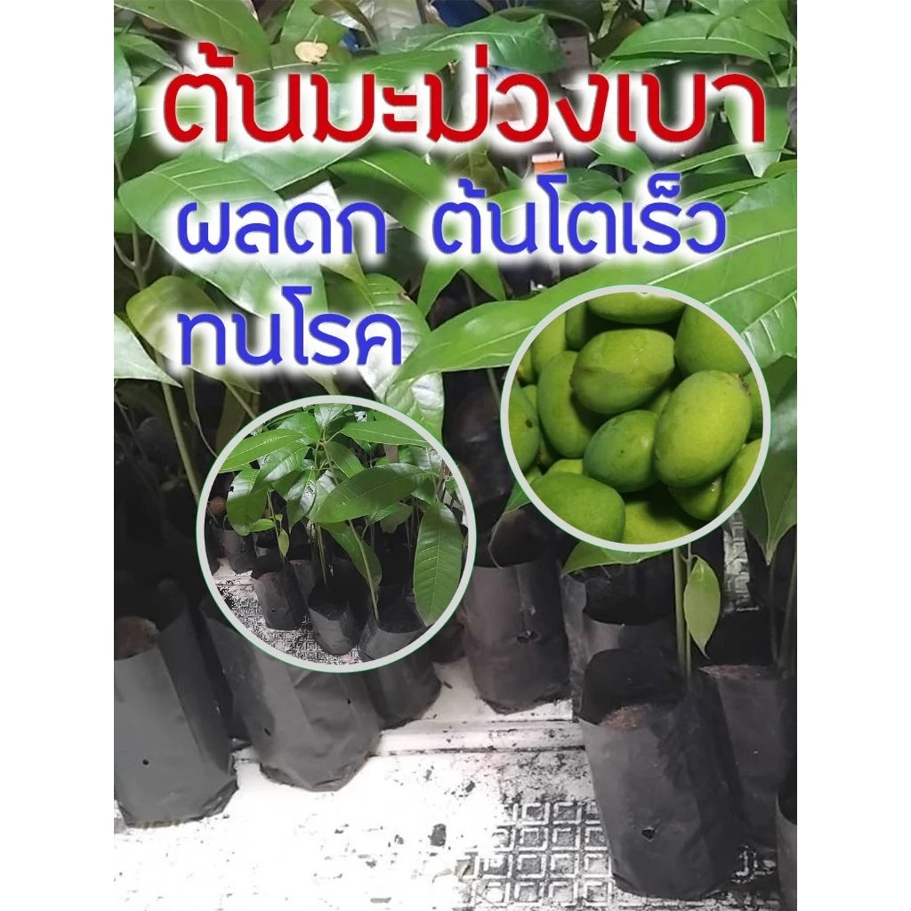ต้นมะม่วงเบา ผลดก ต้นโตเร็ว ทนโรค ดูเเลง่าย พันธ์ใต้แท้