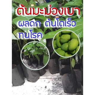 ต้นมะม่วงเบา ผลดก ต้นโตเร็ว ทนโรค ดูเเลง่าย พันธ์ใต้แท้