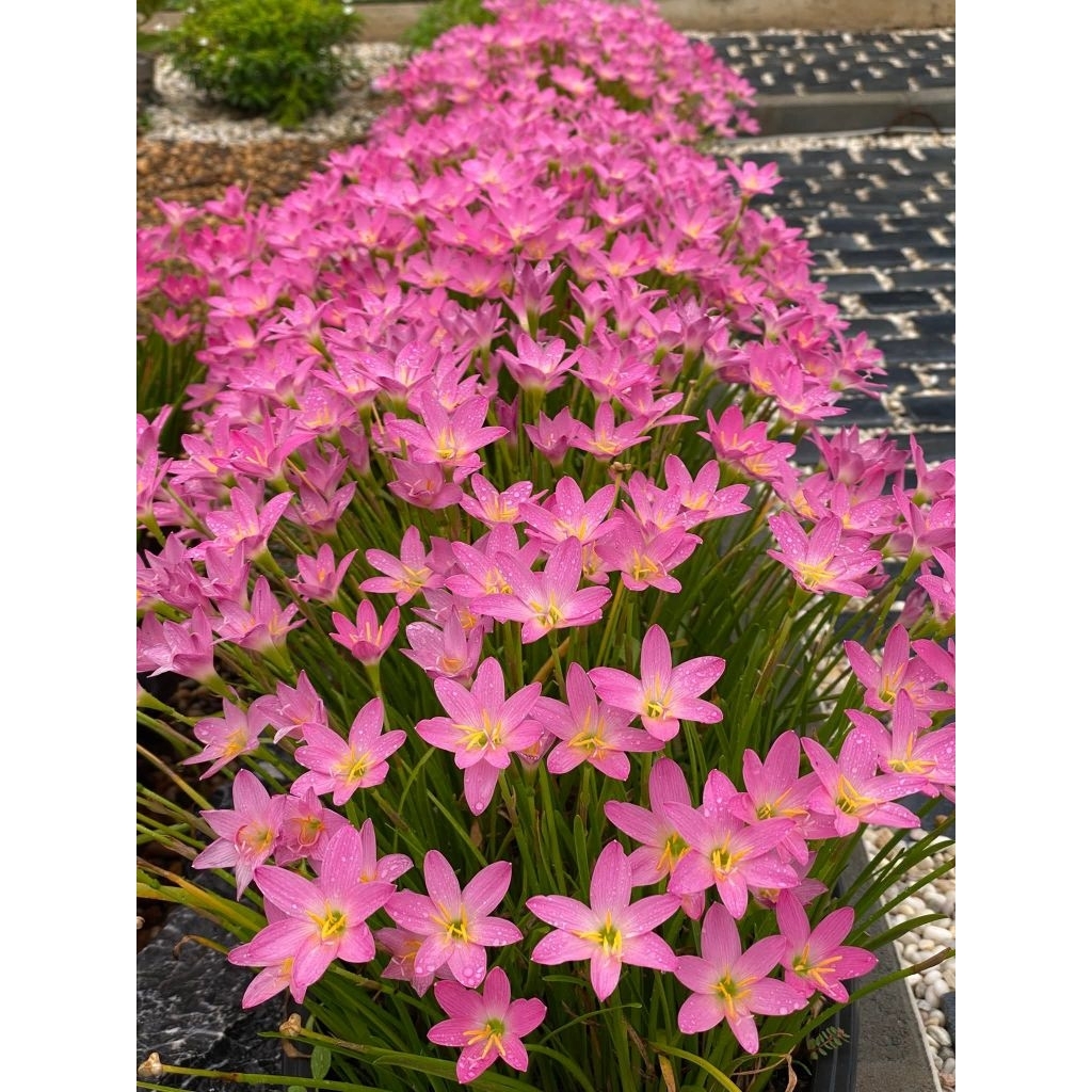 30หัว39บาทว่านขุนแผนสะกดทับบัวดินบัวสวรรค์ บัวดินสีชมพู Z.rosea บัวดินสีขาวZ.candidaบัวดินเหลืองขมิ้นบัวดินสุดที่รัก