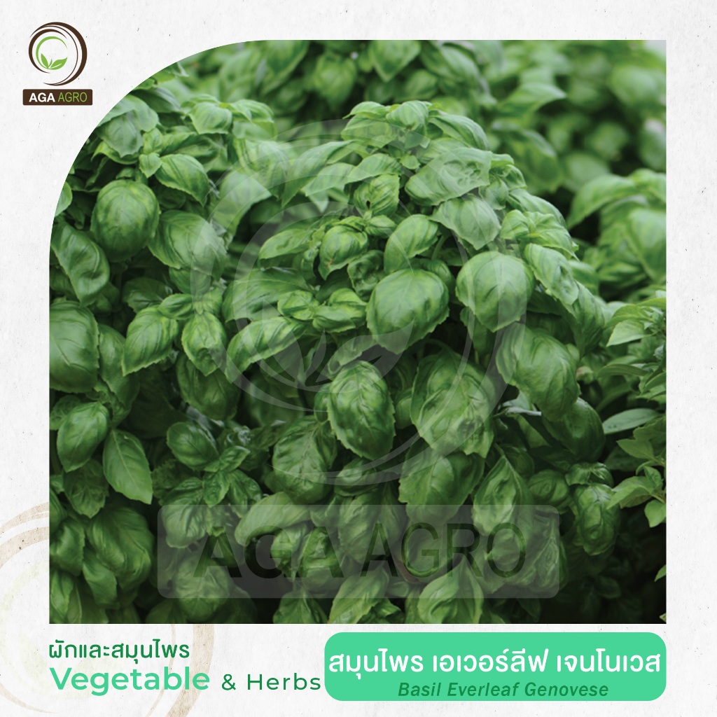 AGA AGRO I "โหระพา เอเวอร์ลีฟ เจนโนเวส" ต้นสูง ใบเรียวมน กลิ่นหอม-100เมล็ด-Basil Everleaf Genovese