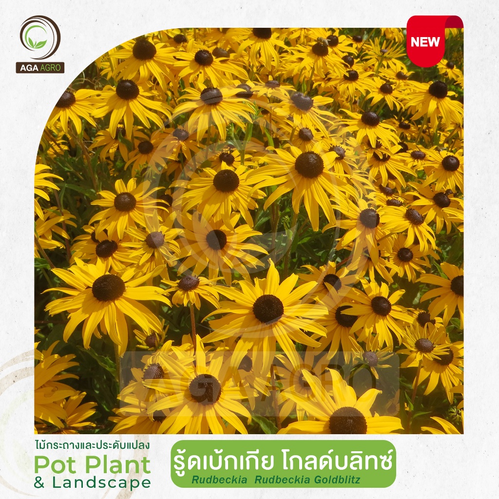 AGA AGRO I "รู้ดเบ้กเกีย โกลด์บลิทซ์" สายพันธุ์ใหม่ ดอกเล็ก สีเหลืองทอง ใจกลางดอกสีดำ-50&100เมล็ด-Rudbeckia Goldblitz