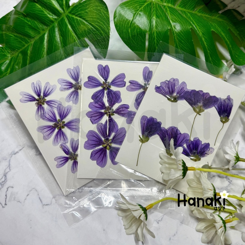 【พร้อมส่ง】ดอกอลิสซัม (Alyssum) ดอกไม้ทับแห้ง ดอกไม้จริงทับแห้ง Pressed Flowers💐