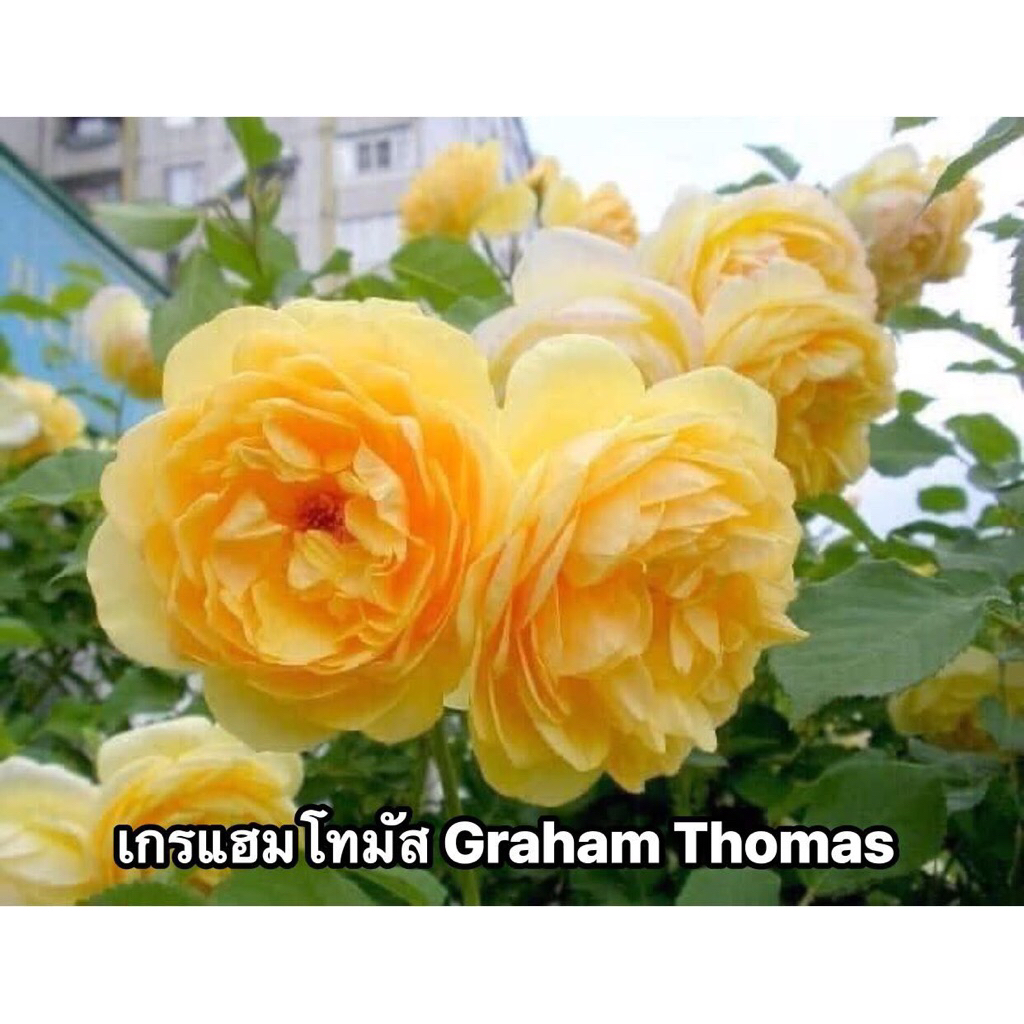 กุหลาบเลื้อย-เกรแฮมโทมัส..Graham Thomas..   สีเหลือง หอมมาก เลี้ยงง่าย