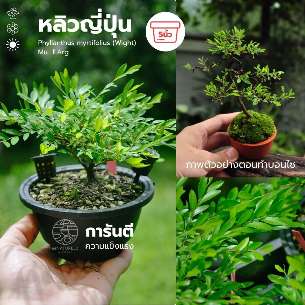 บอนไซ ต้นหลิวญี่ปุ่น จิ๋วหลิว ไม้ดอก ในกระถางพลาสติก by minature_c