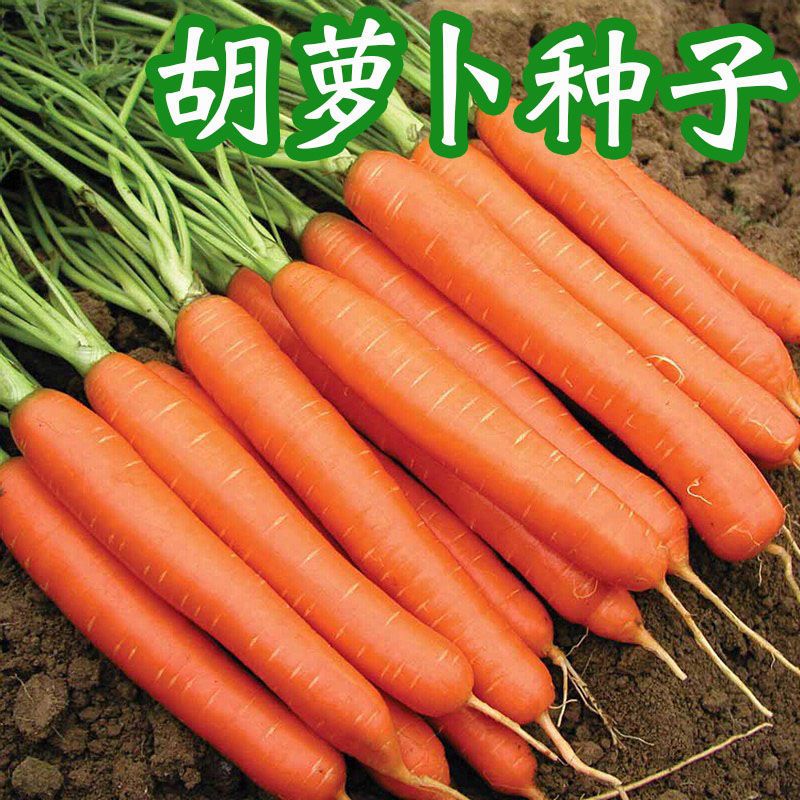 1000 Seeds Carrot Vegetable Seed F1 Hybrid Carrot Seeds High Yield Kuroda Carrots Seeds Vegetable Se