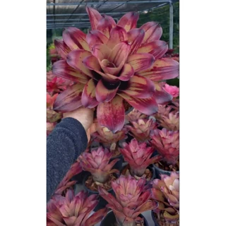 สับปะรดสีNeo. Strawberry roan ขนาดกระถาง6นิ้ว ส่งแบบถอดกระถาง