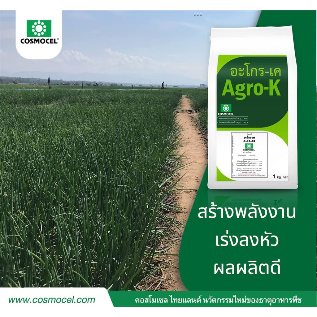 อะโกร-เค (Agro-K) คอสโมเซล ปุ๋ยเคมี 0-31-52 ดูดซึมเร็ว รูปที่ 4