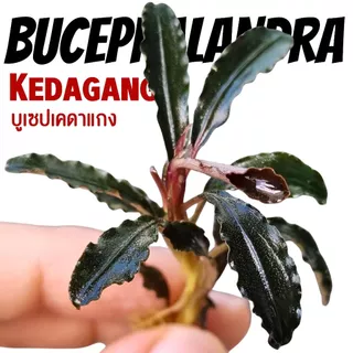 บูเซปเคดาแกง ‘แดง’ (ก็อตซิลล่า) เลือกขนาดได้ – Bucephalandra Kedagang 'Red' (Godzilla) ต้นไม้น้ำ