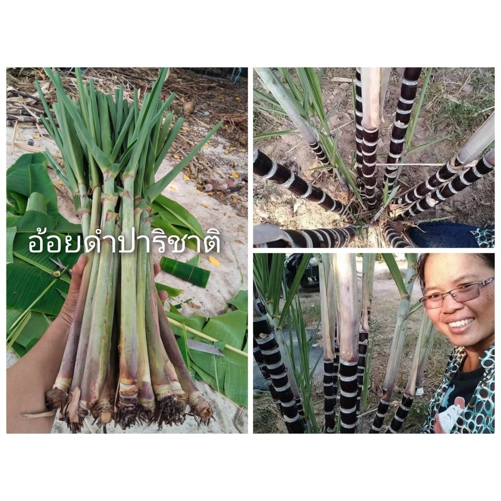อ้อยดำปาริชาติ ต้นละ5บาท ขาย 1 ชุด 20 ต้น 100 บาท(แขนงสำหรับชำ)