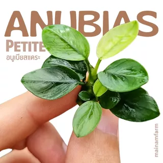 อนูเบียสแคระ 'ไลท์' (พริตตี้) ใบสีเขียวอ่อน - ANUBIAS NANA PETITE 'LIGHT' ต้นไม้น้ำ