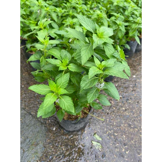 ต้นมินต์-ต้นเปปเปอร์มินต์ (Peppermint) จัดส่งแบบถุงชำ