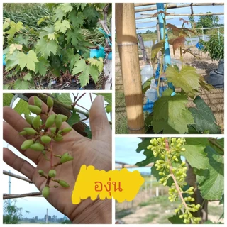 ฮอร์โมนพืช cytokinin ไซโตไคนิน 6% w/v