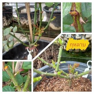 ฮอร์โมนพืช cytokinin ไซโตไคนิน 6% w/v