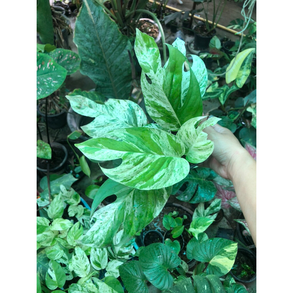 อิพิมาเบิ้ล/อิพิด่าง/ Epi mable