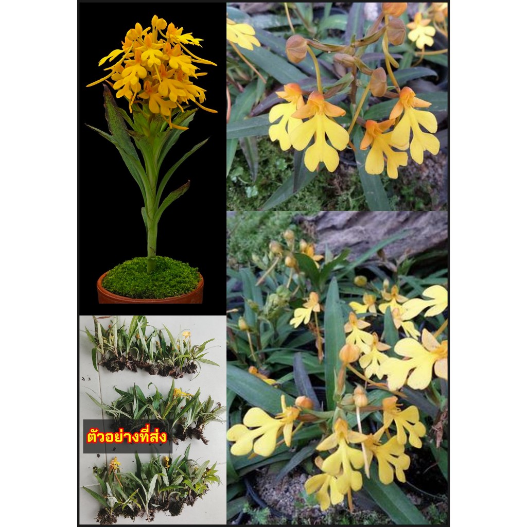 10ต้น เอื้องลิ้นมังกร เอื้อง ลิ้นมังกร ดอก สีเหลือง สีแดง Habenaria orchid กล้วยไม้ดิน / tikarus