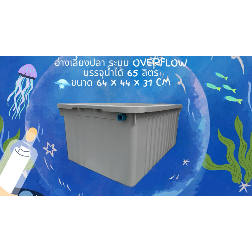 อ่างเลี้ยงปลา 65 ลิตร overflow (อ่างสีขาวครีม) ระบบน้ำล้น กะบะเลี้ยงปลา อ่างเลี้ยงปลา อ่างเลี้ยงปลาเ