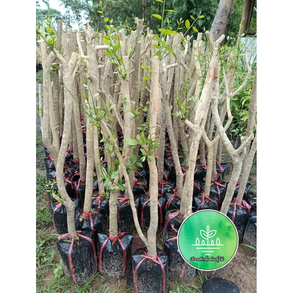 กิ่งตอนผักหวานป่า (ชำในถุงดำพร้อมปลูก) สูง 70ซม.-1เมตร รากเดินดีพร้อมปลูก แตกยอดดีกำลังสวย