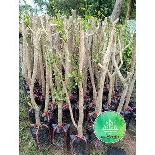 กิ่งตอนผักหวานป่า (ชำในถุงดำพร้อมปลูก) สูง 70ซม.-1เมตร รากเด…