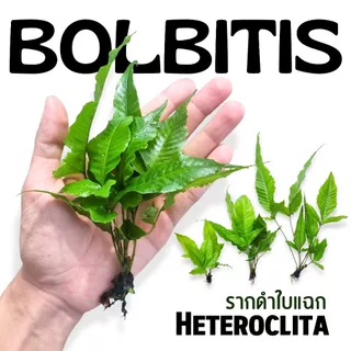รากดำ ใบแฉก เลือกได้ 3 ขนาด - BOLBITIS HETEROCLITE "S-M-L" ต้นไม้น้ำ
