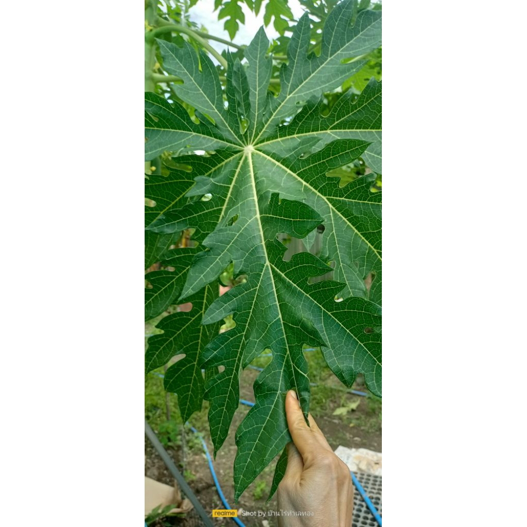 ใบมะละกอสด ปลูกแบบออแกนิคไม่มีสารเคมี 10 ใบ 30 บาท