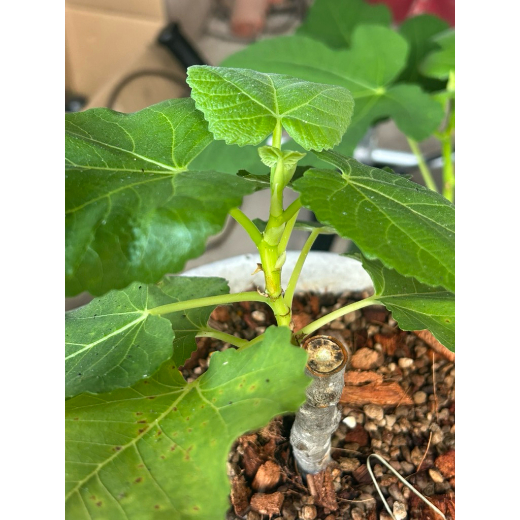 figsมะเดื่อฝรั่งbnr.