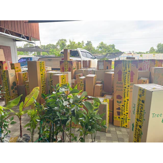 ต้นพริกไทย ต้นพริกไทยซีลอน กิ่งตอนรากแน่น เสียหายเคลมฟรี