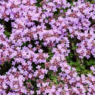 ไทม์เลื้อย thymus serpyllum creeping thyme 100 เมล็ด