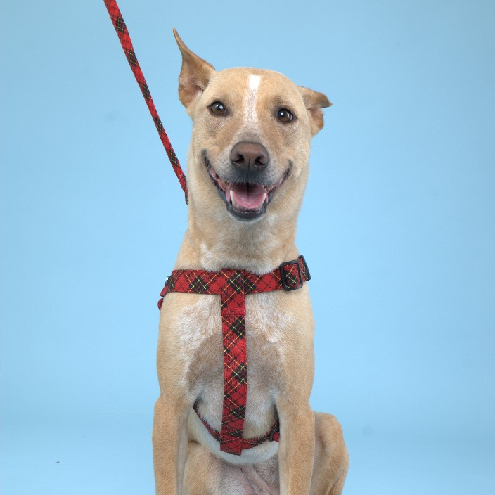 [Toto&Pal] Royal Tartan Step-In Harness | สายรัดอกแบบสวมขา รุ่นรอยัลทาร์ทัน