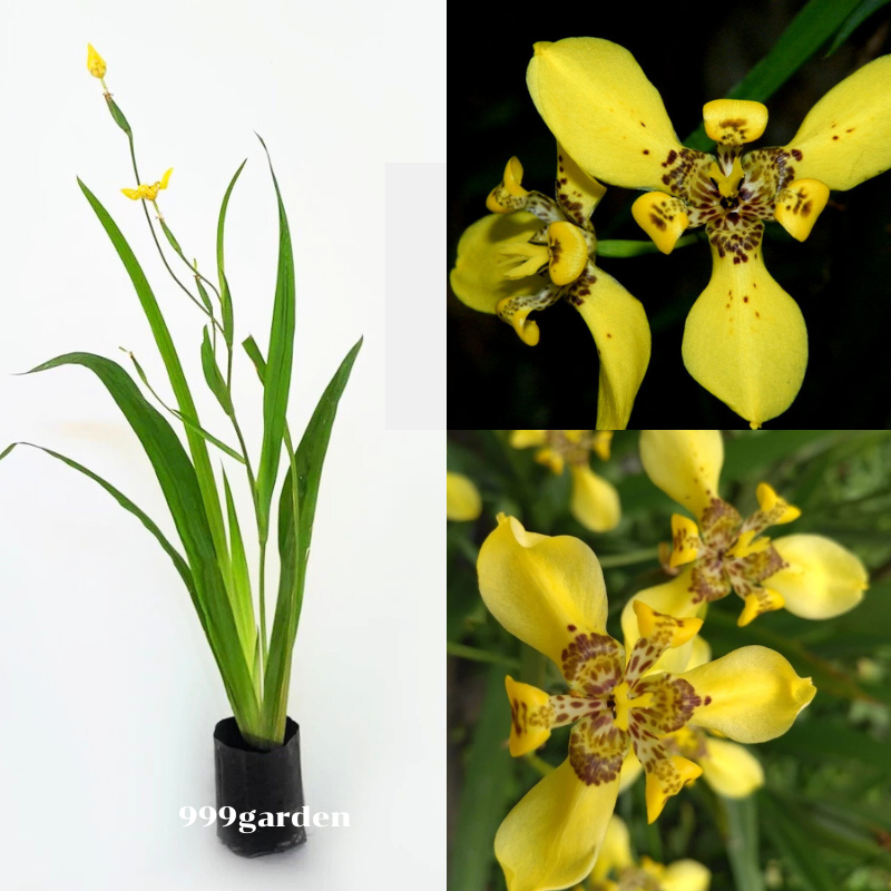 ต้นไอริส สีเหลือง เลี้ยงง่าย โตไว ทนแดด ต้นสูง 40-50ซม ( ไอริสเหลือง / ไอริส ) 999garden