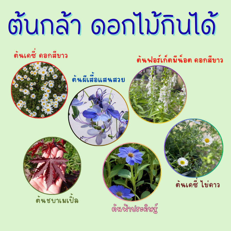 ต้นกล้า ดอกไม้กินได้ ต้นกล้าสมุนไพร