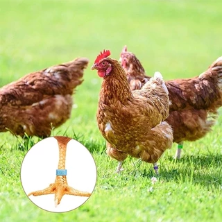 หลายสี ห่วงขาไก่100ชิ้น ห่วงเท้าไก่แหวนขาไก่พลาสติกปรับได้พร้อมตัวเลข แถบขาไก่ที่มีสีสันวงขาสัตว์ปีก
