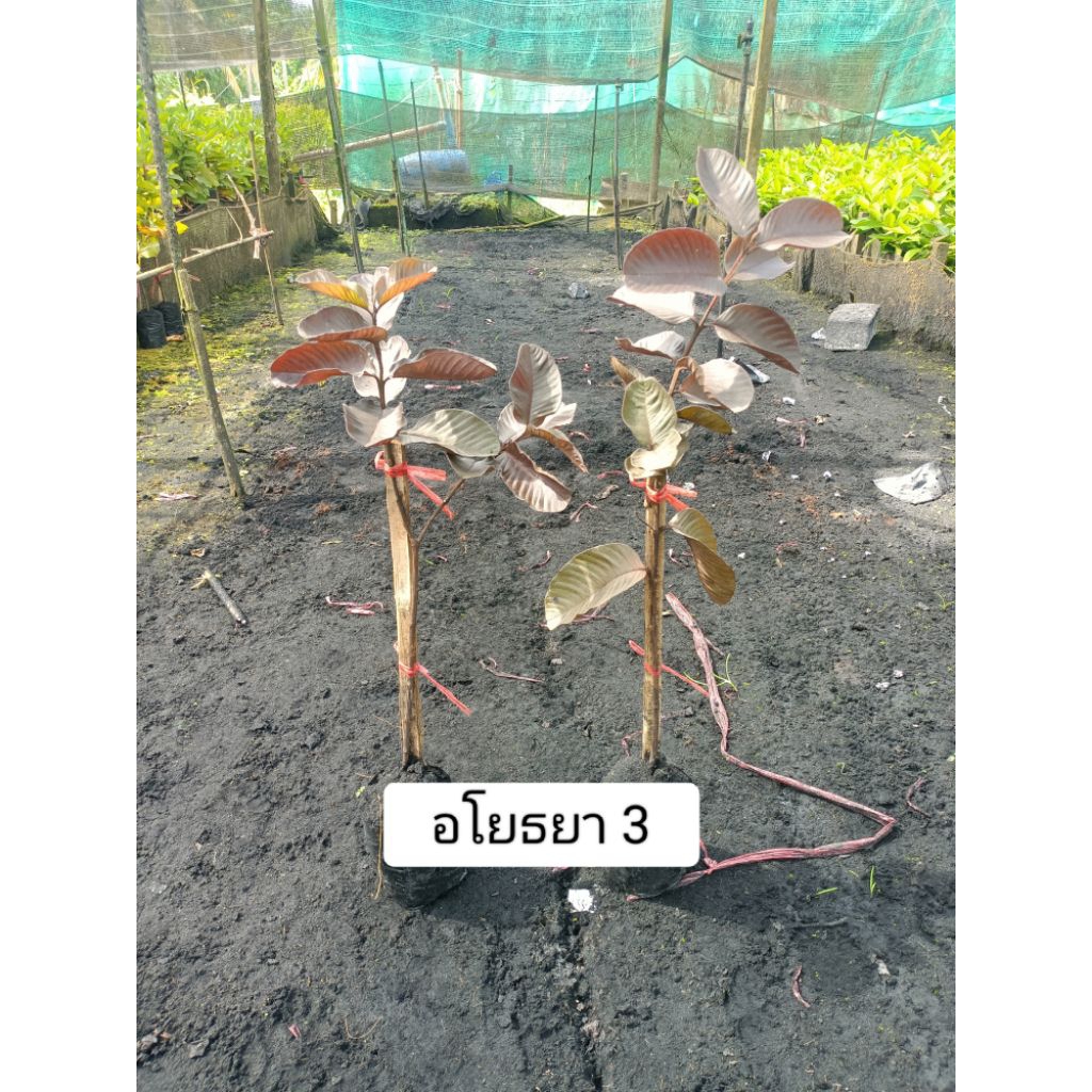 ต้นฝรั่งแดงอโยธยา 3 (ต้นชำจากกิ่งตอนพร้อมปลูกขนาด 60-80 cm.)
