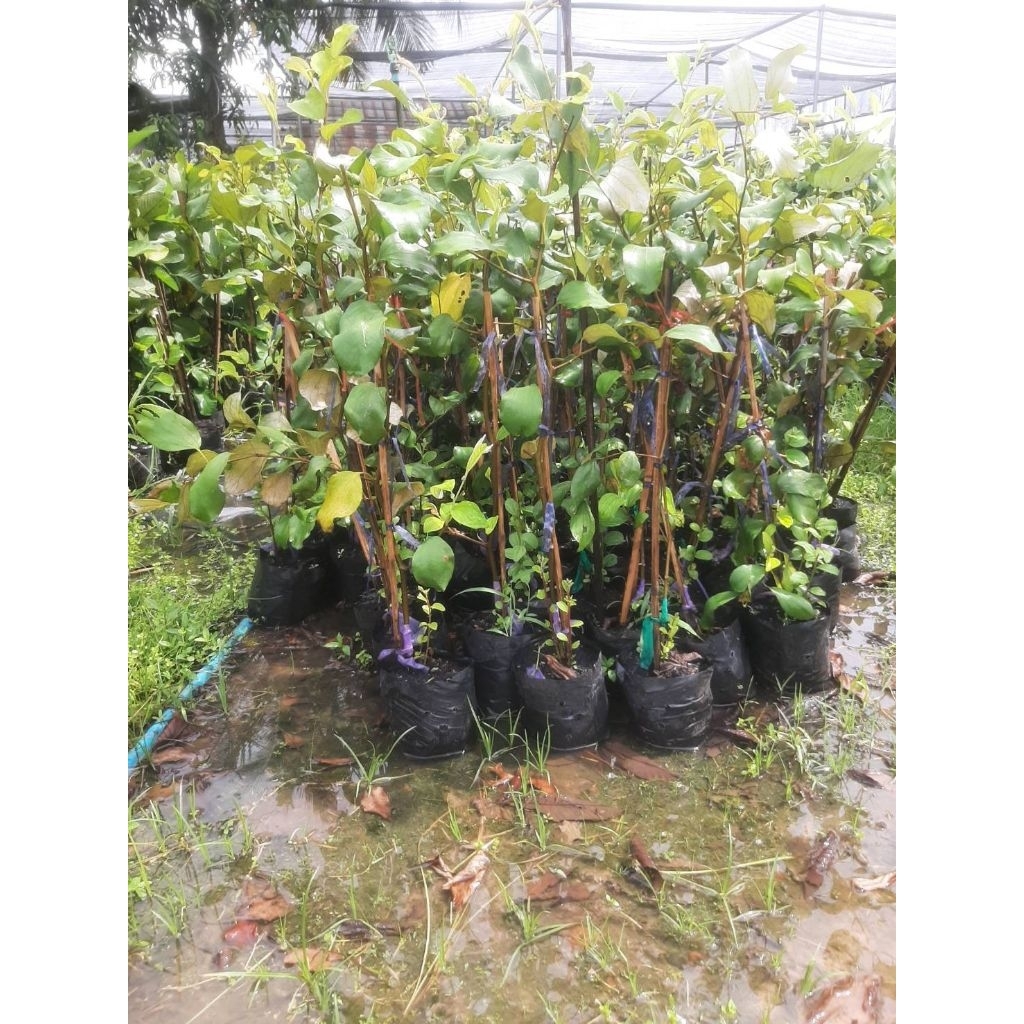 ต้นพุทรานมสดแท้ ลูกดก เนื้อหวาน กรอบ