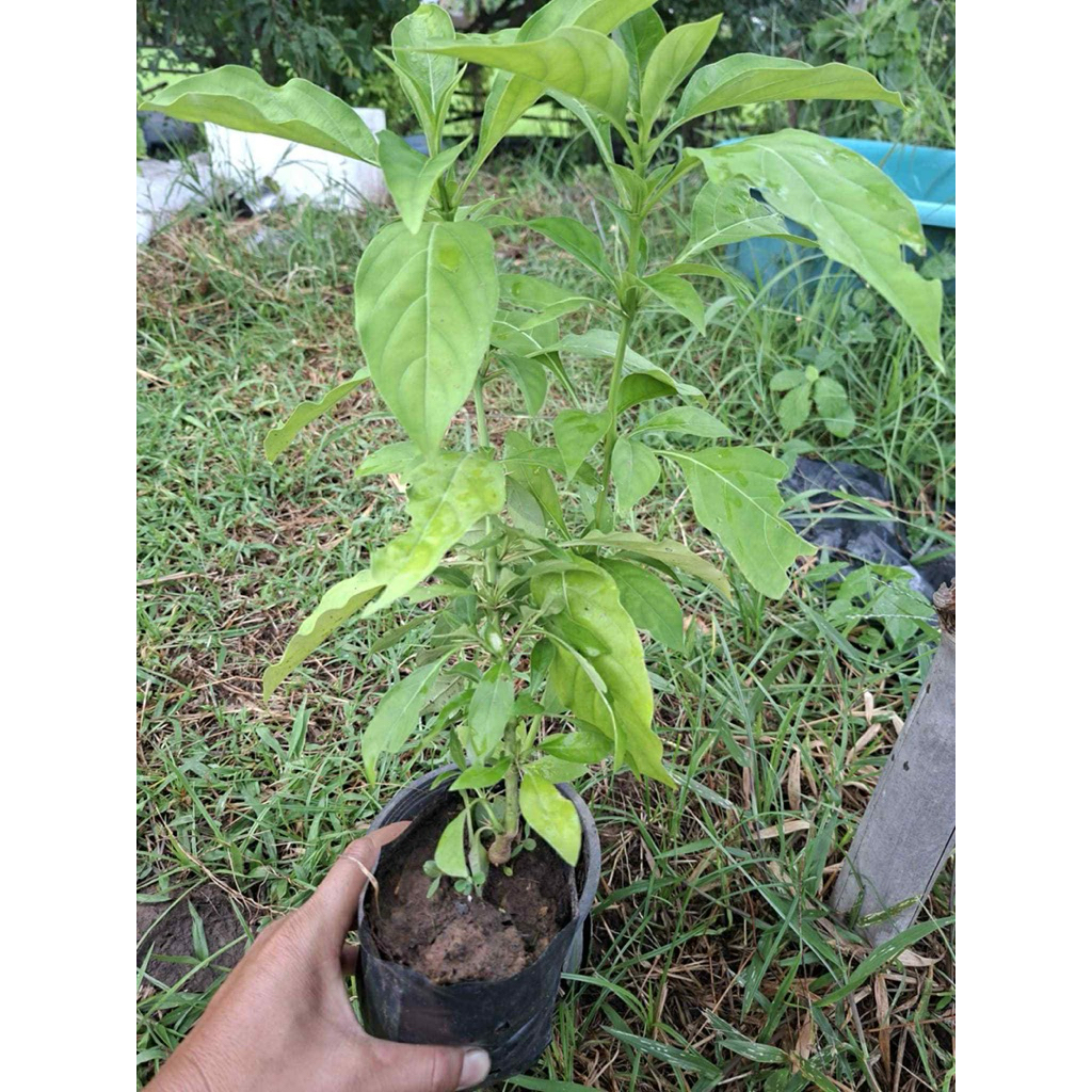 ต้นอังกาบหนู พร้อมปลูก