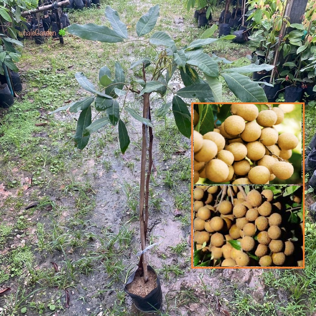 ต้นลำไย พันธุ์ ลำไยพวงทอง ลำไย กิ่งตอน สูง 1เมตร Dimocarpus Longan  (รับประกัน ส่งใหม่ฟรี หากสินค้าเเสียหาย!!)