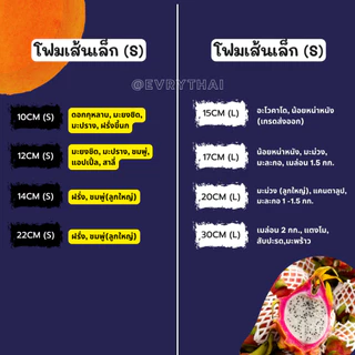 [มีโค้ดลด 17%] ตาข่ายโฟม เส้นเล็ก S สีขาว 10 ,12 ,14, 22 ซม. (ถุง 500-1,000 ชิ้น) ตาข่ายผลไม้ ตาข่ายมะยงชิด ตาข่ายชมพู่
