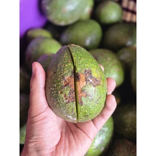 AVOCADO บัคคาเนียลายตำหนิคละไซส์ ***กก.ละ 15 บาท***