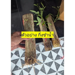 กิ่งปักชำขนาดใหญ่ Bigsize กิ่งสด ทองหลางน้ำกินใบ ทองหลางก้านแดง
