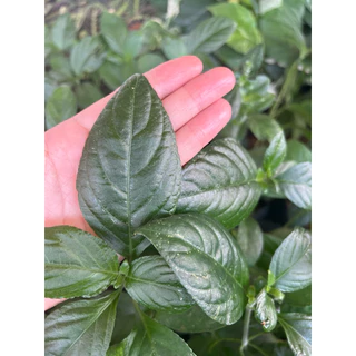 ☘️เนียมหอม ราคาน่าร๊ากๆ(ส่งแบบถุง)🍀‼️ซื้อ2 ถุงถูกกว่า‼️#ต้นเนียมหอมๆๆ#