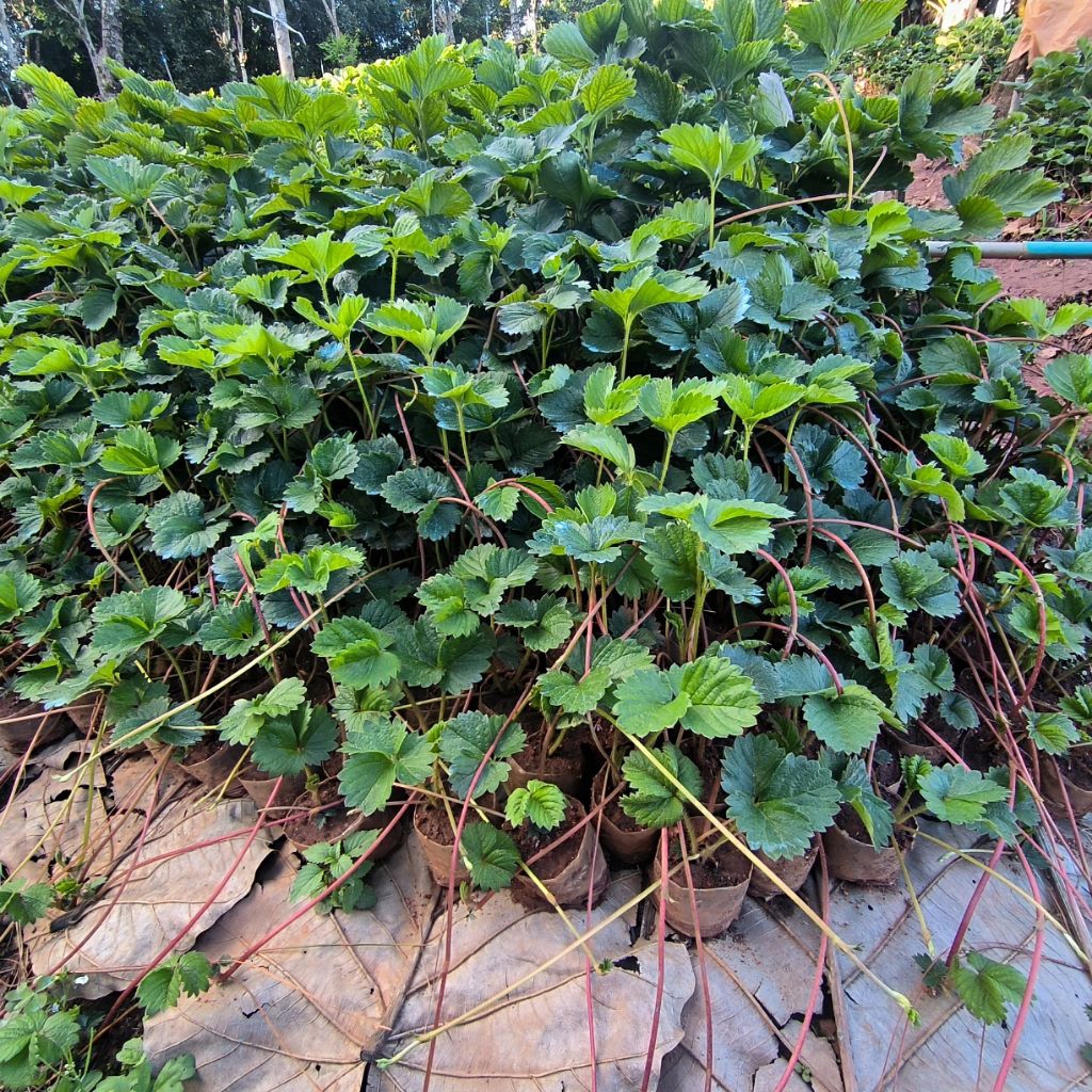 ต้นกล้า สตอเบอรี่ พันธุ์ แอลซานต้า