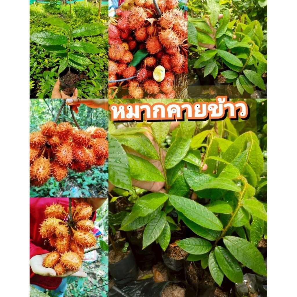 ต้นหมากคายข้าว,เงาะป่า,ผลไม้ป่าหายากใกล้สูญพันธุ์ควรปลูกอนุรักษ์ ต้นเเข็งเเรงพร้อมปลูก สินค้าเสียหายยินดีเคลมฟรี